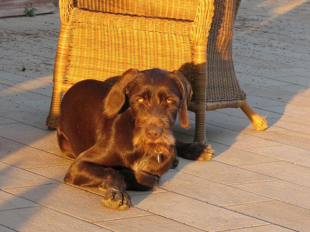 Agriturismo I Moricci Peccioli 外观 照片